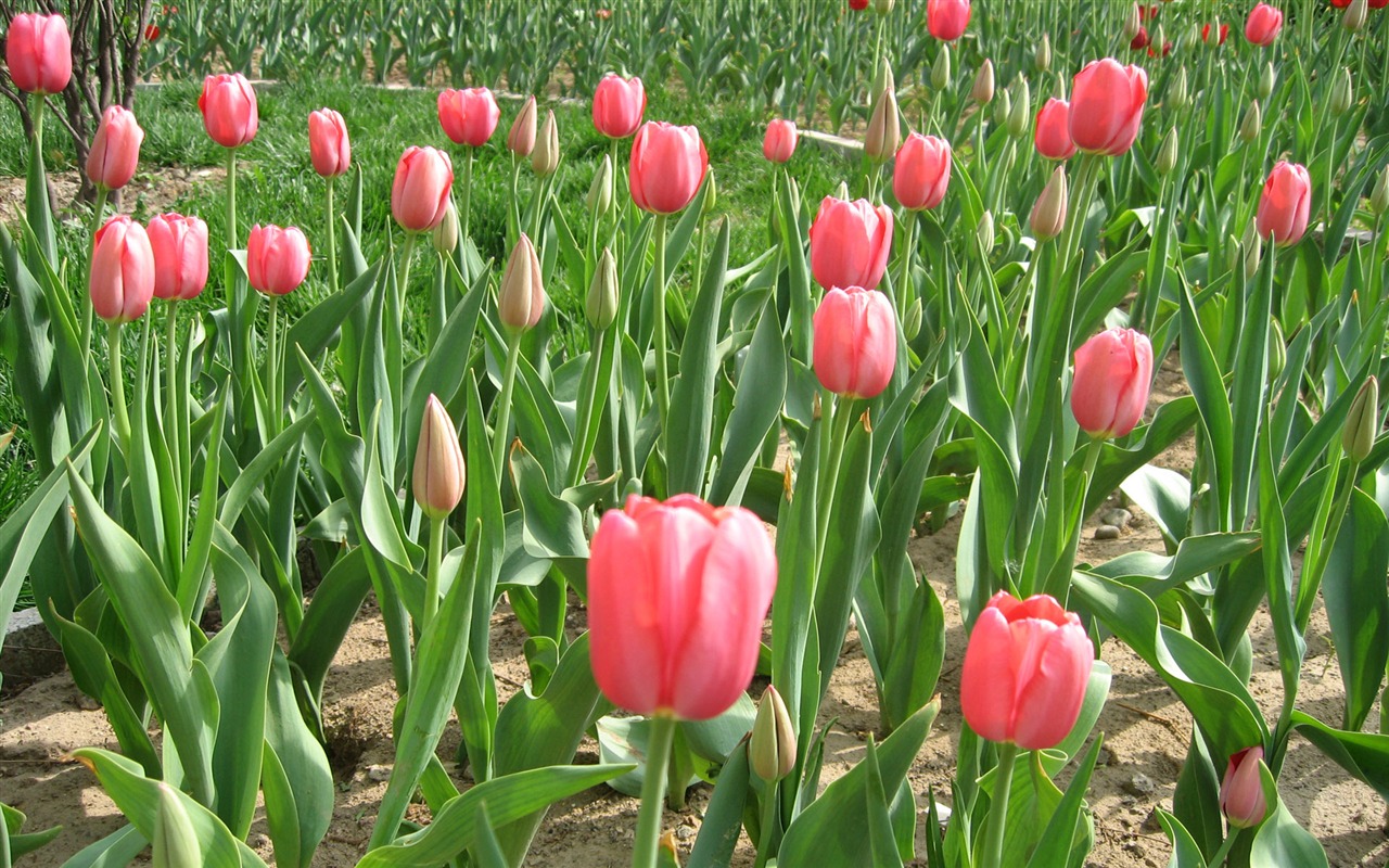 Tulip tapety album (3) #6 - 1280x800