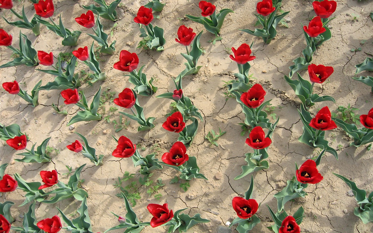 Tulip wallpaper album (3) #7 - 1280x800