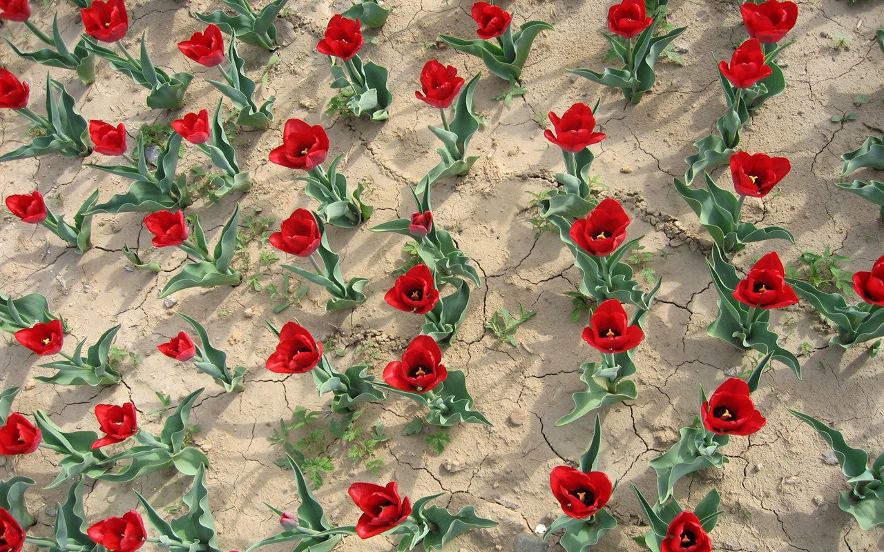 Tulip tapety album (3) #7 - 1280x800