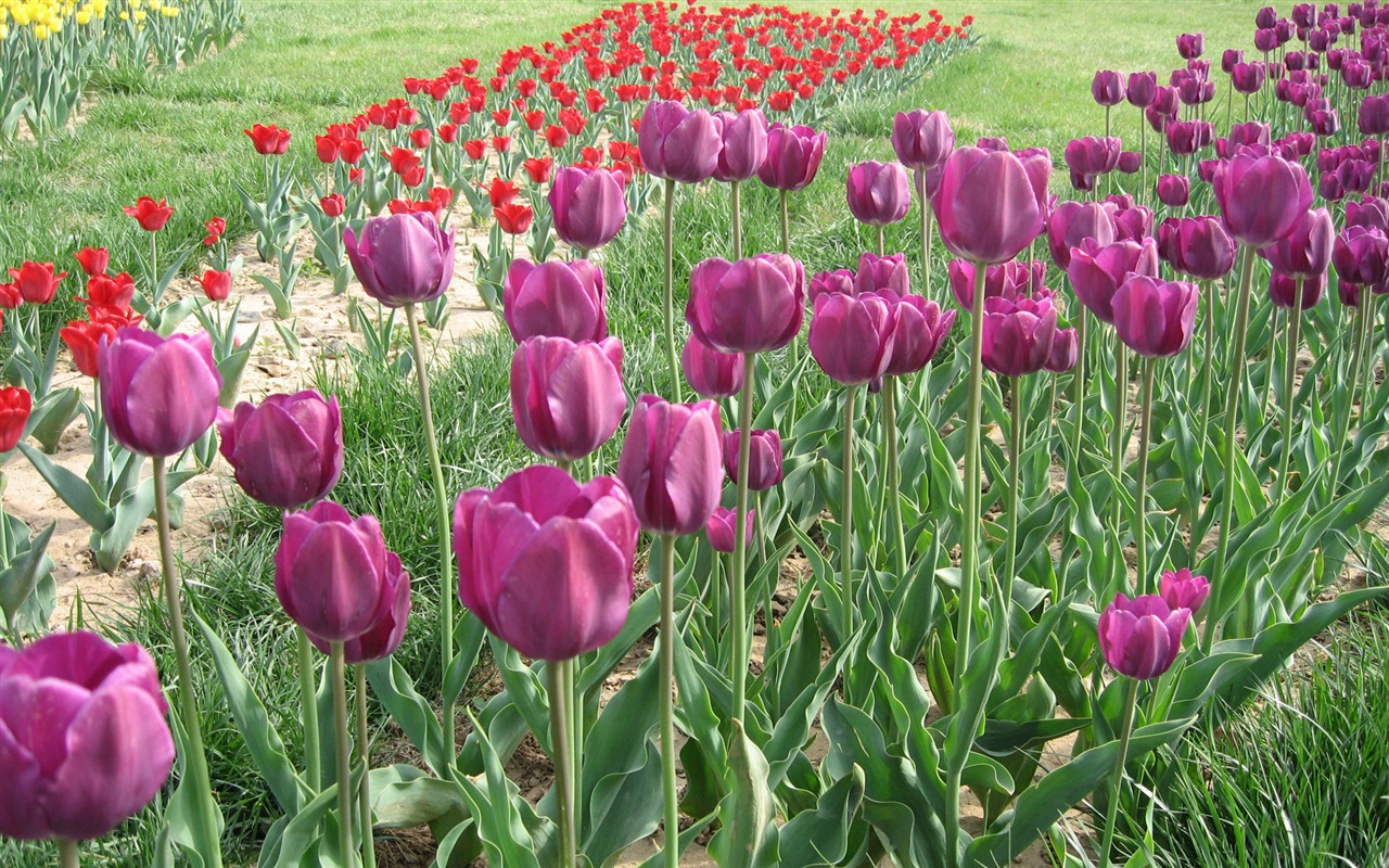Tulip tapety album (3) #9 - 1280x800