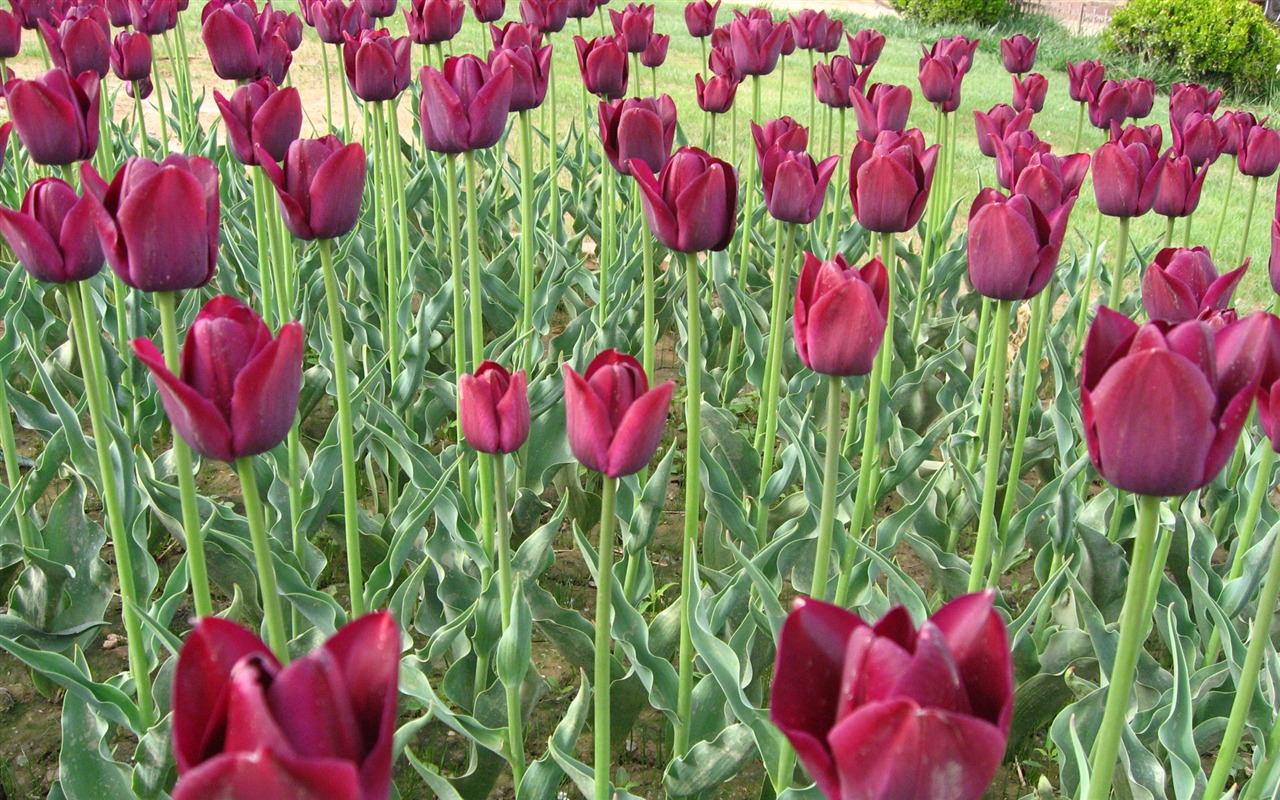 Tulip tapety album (3) #10 - 1280x800