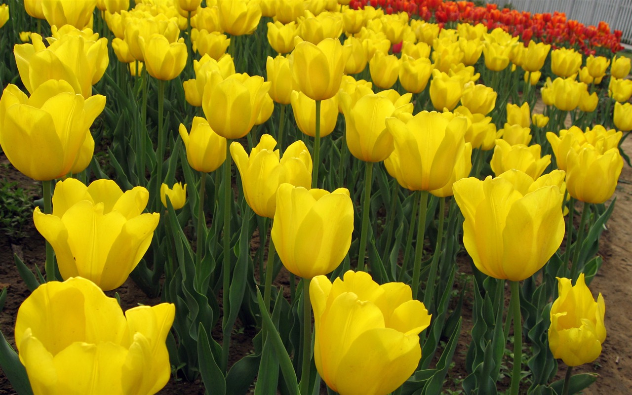 Tulip wallpaper album (3) #11 - 1280x800