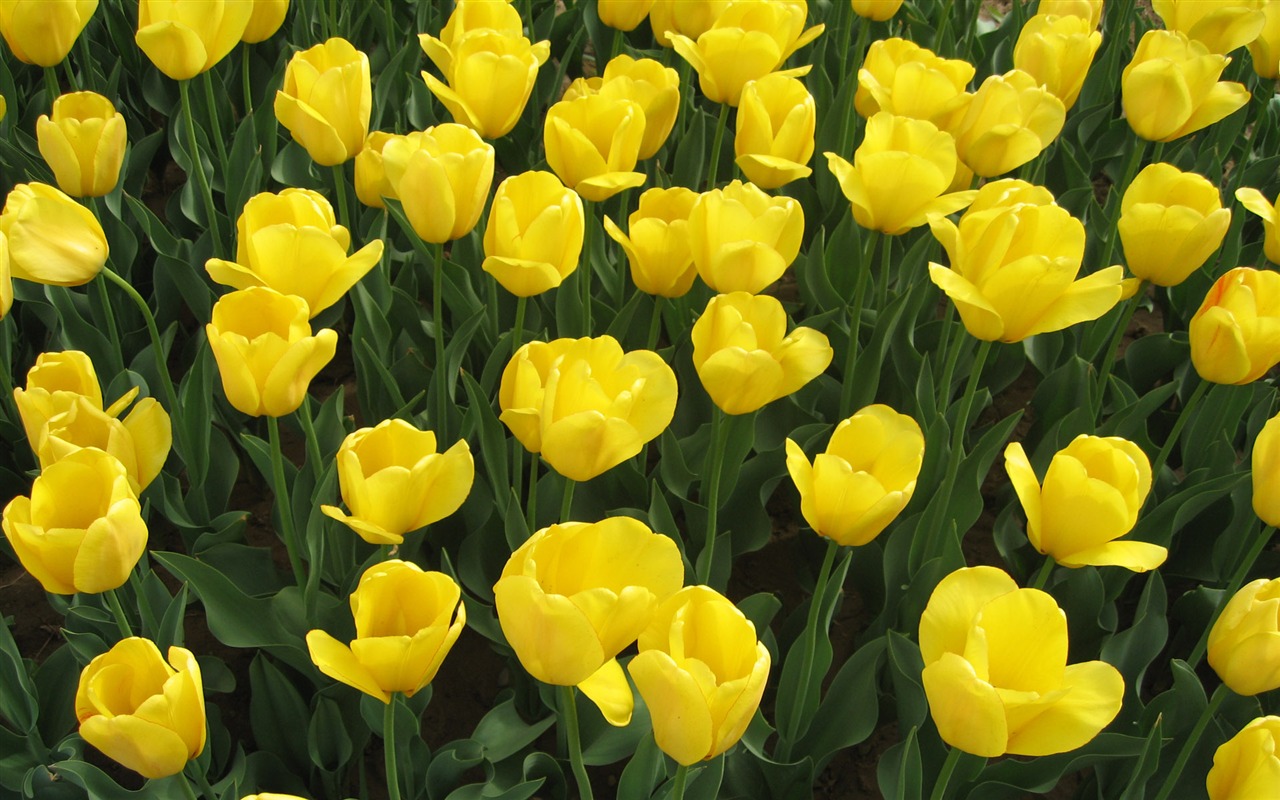 Tulip tapety album (3) #12 - 1280x800