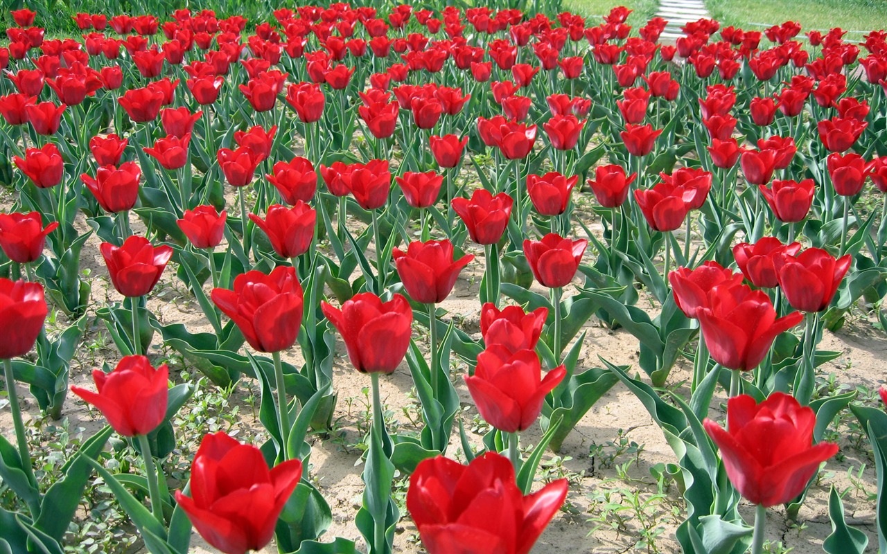 Tulip tapety album (3) #14 - 1280x800