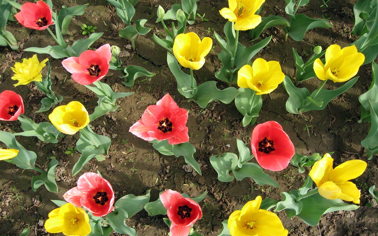 Tulip tapety album (3) #18 - 1280x800