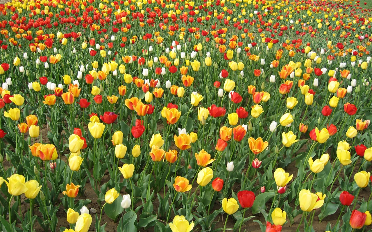 Tulip tapety album (3) #19 - 1280x800