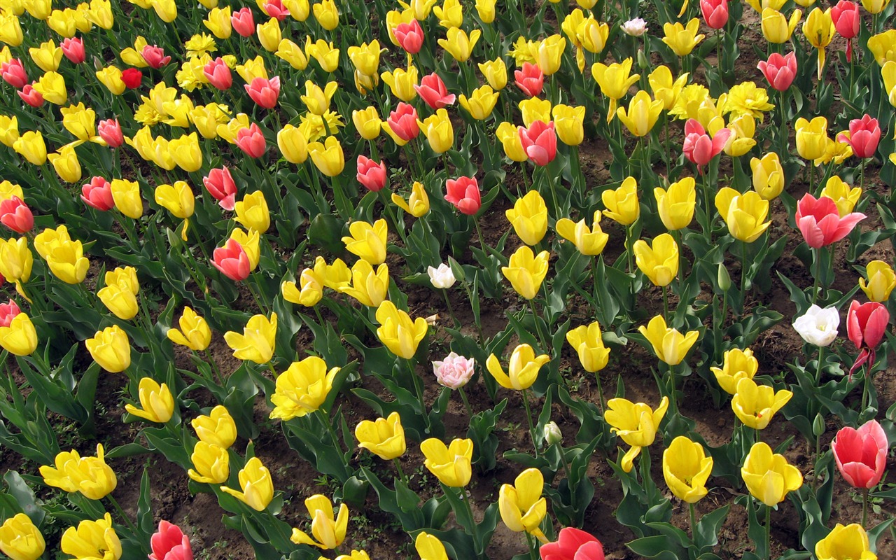 Tulip tapety album (4) #2 - 1280x800
