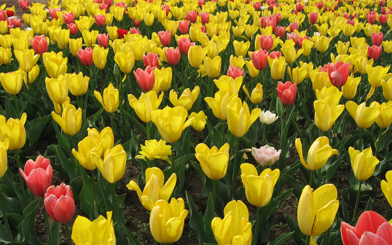 Tulip tapety album (4) #4 - 1280x800