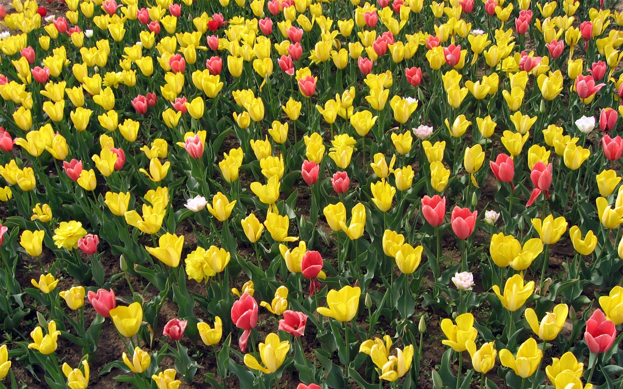 Tulip tapety album (4) #8 - 1280x800