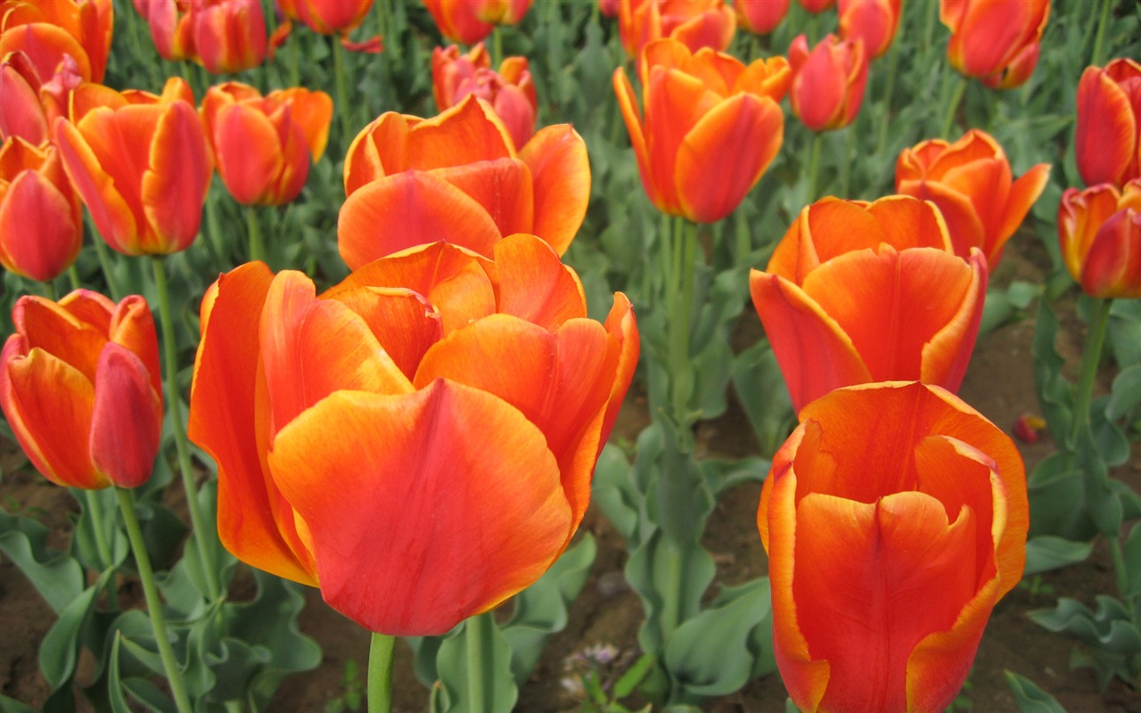 Tulip álbum de fondo de pantalla (4) #9 - 1280x800