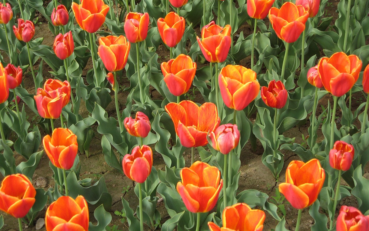 Tulip tapety album (4) #10 - 1280x800