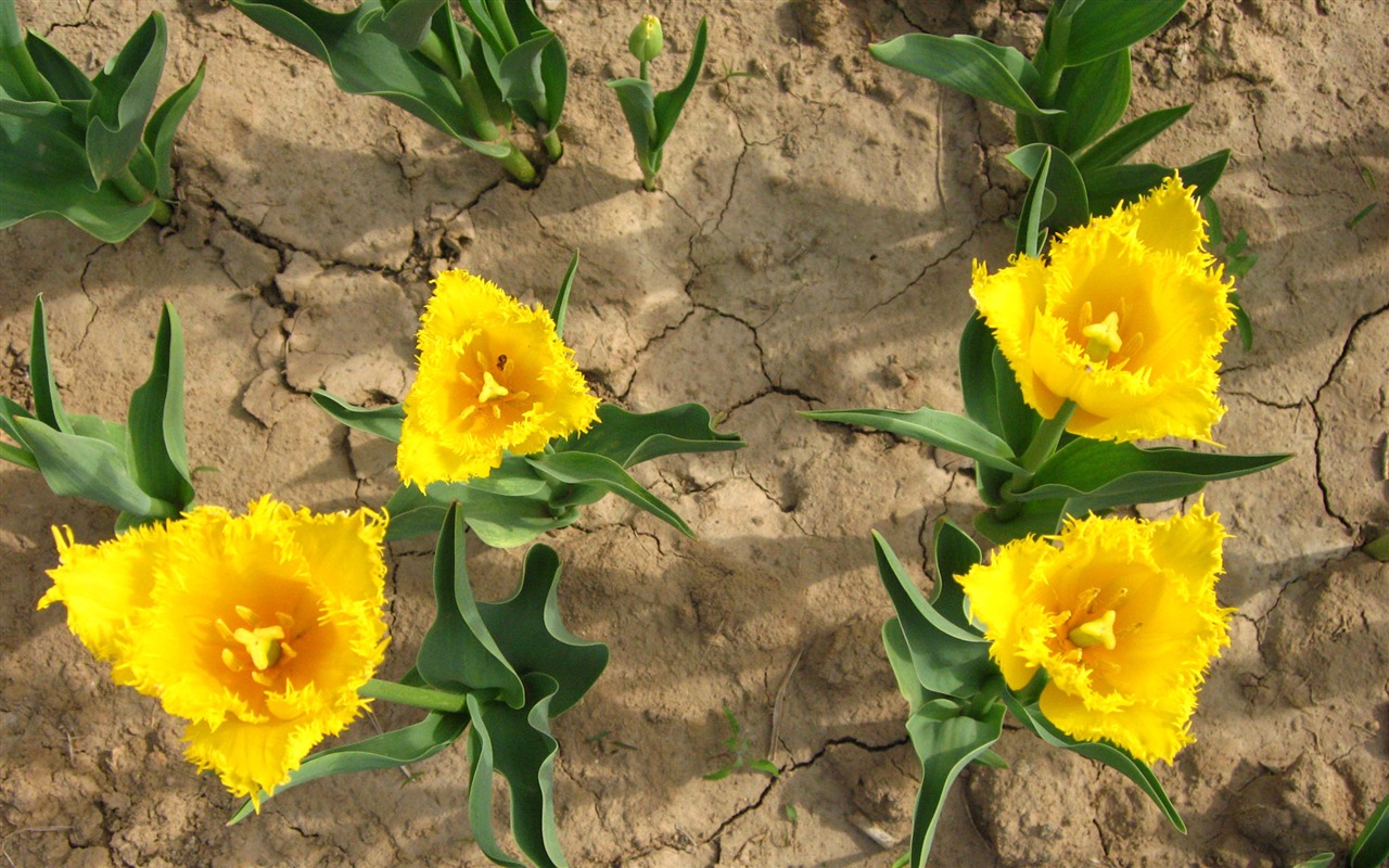 Tulip tapety album (4) #11 - 1280x800