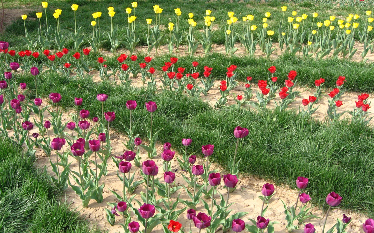 Tulip tapety album (4) #15 - 1280x800