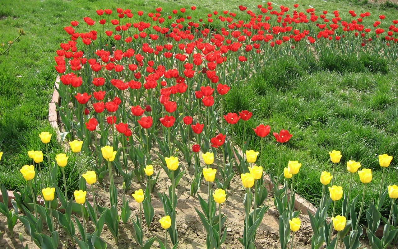 Fond d'écran album Tulip (4) #16 - 1280x800