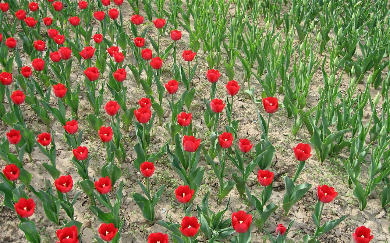 Tulip álbum de fondo de pantalla (4) #17 - 1280x800