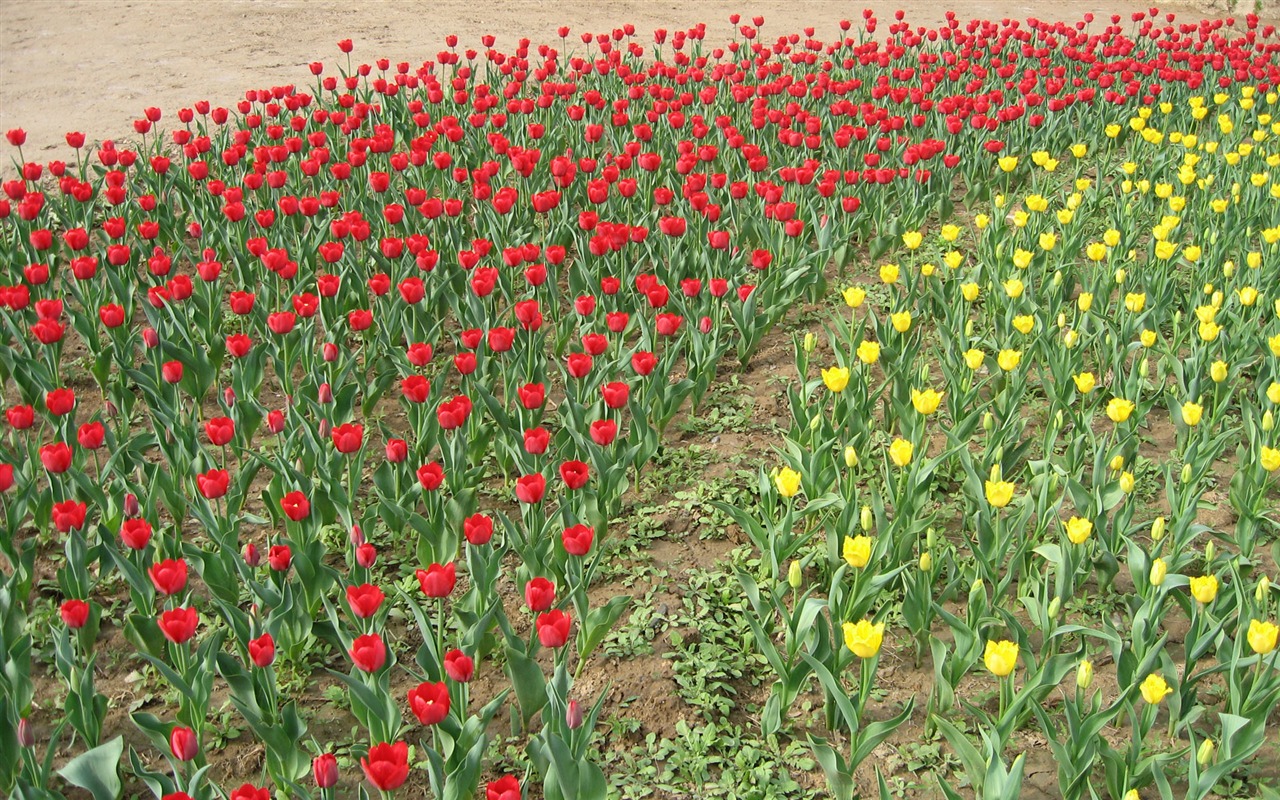 Fond d'écran album Tulip (4) #18 - 1280x800