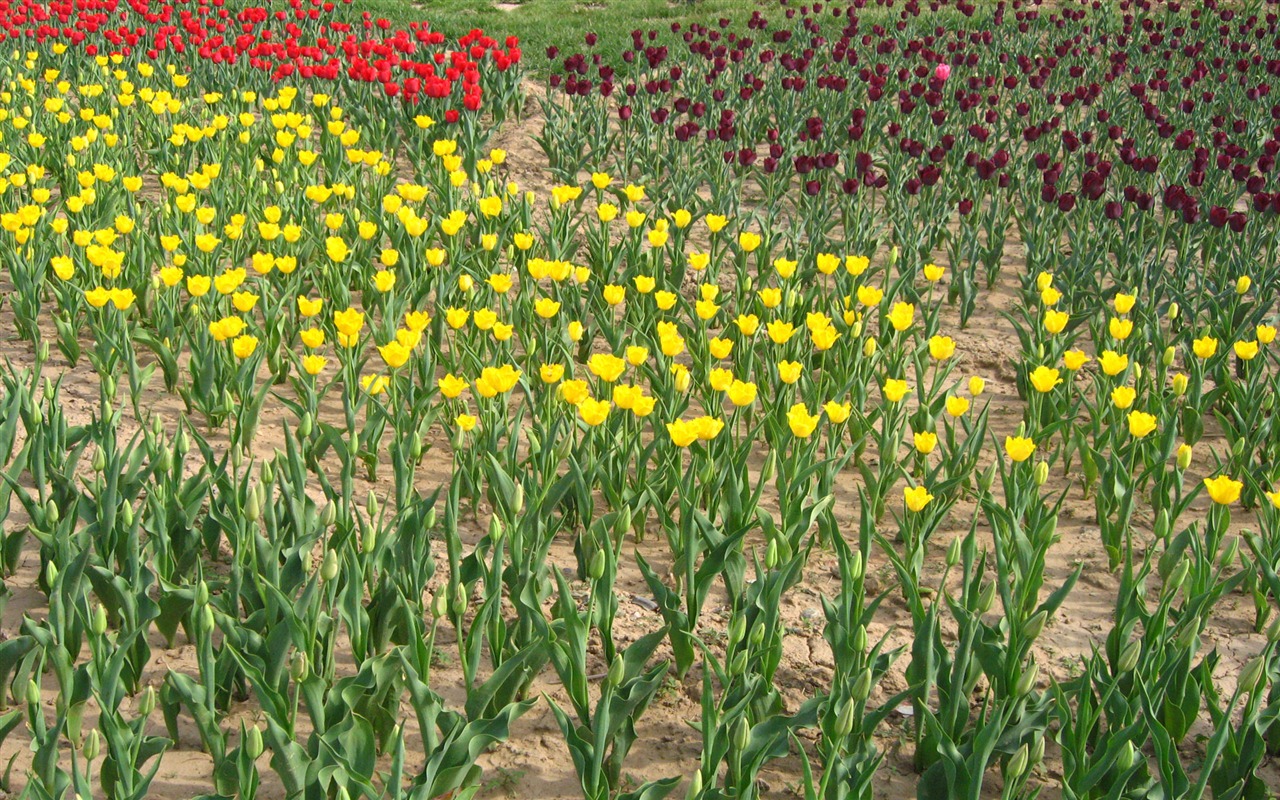 Tulip álbum de fondo de pantalla (4) #19 - 1280x800