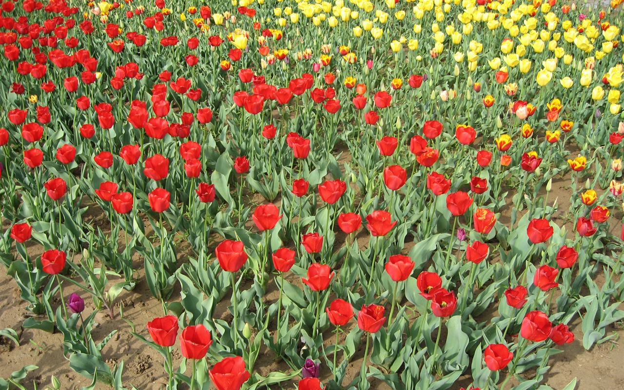 Tulip álbum de fondo de pantalla (4) #20 - 1280x800