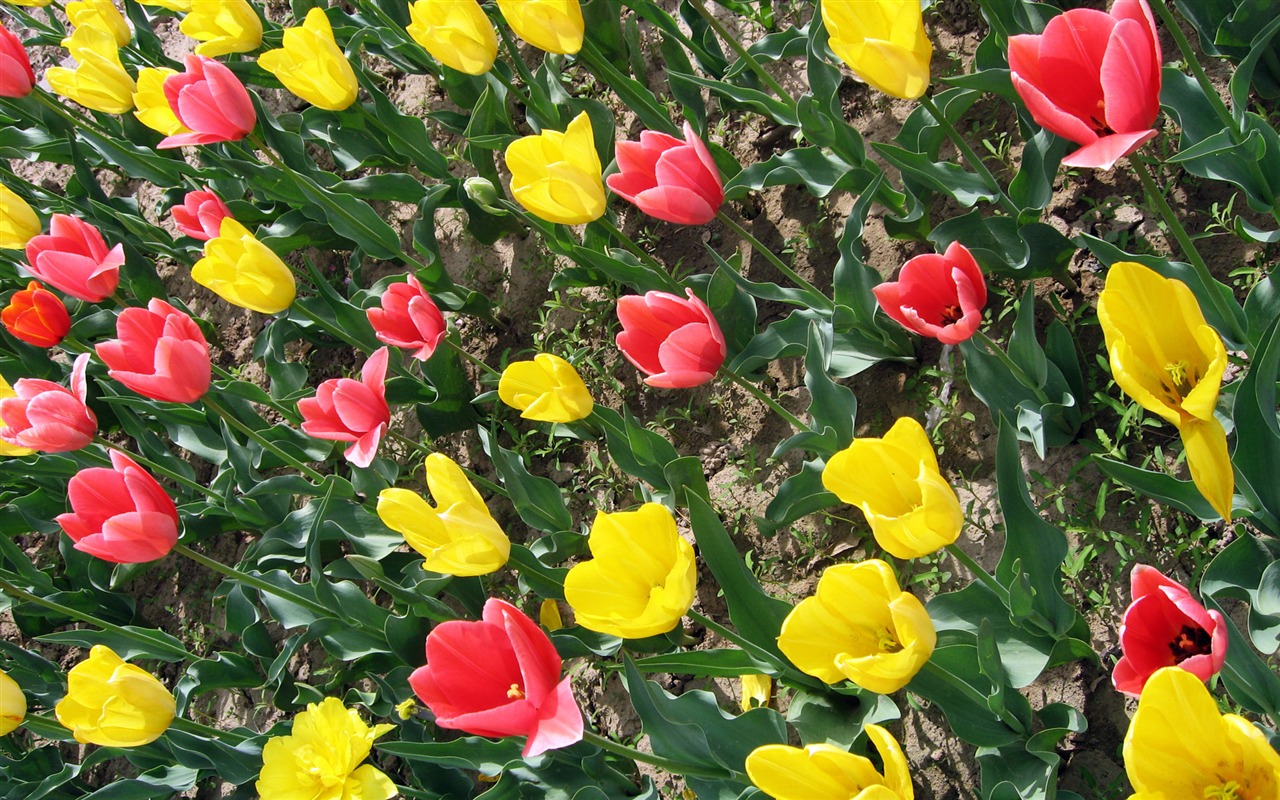 Tulip tapety album (5) #2 - 1280x800