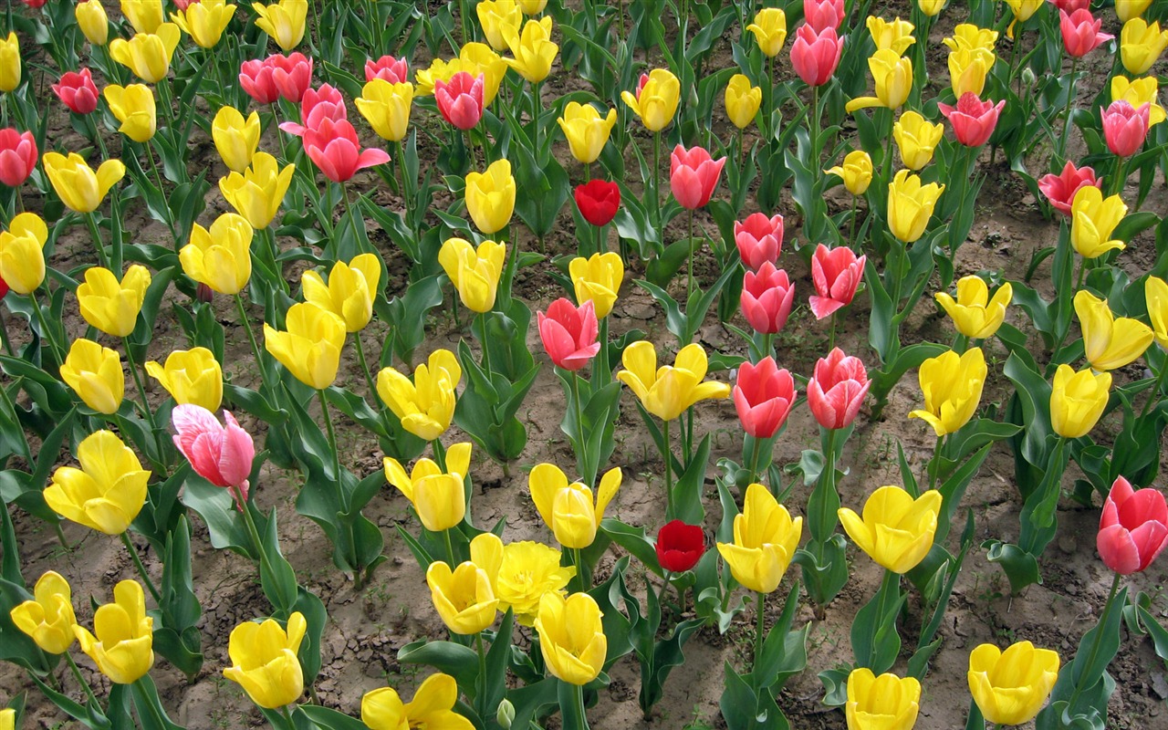 Tulip tapety album (5) #5 - 1280x800