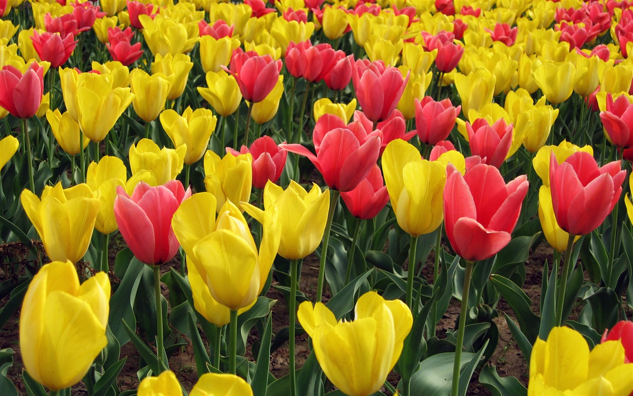 Tulip wallpaper album (5) #6 - 1280x800