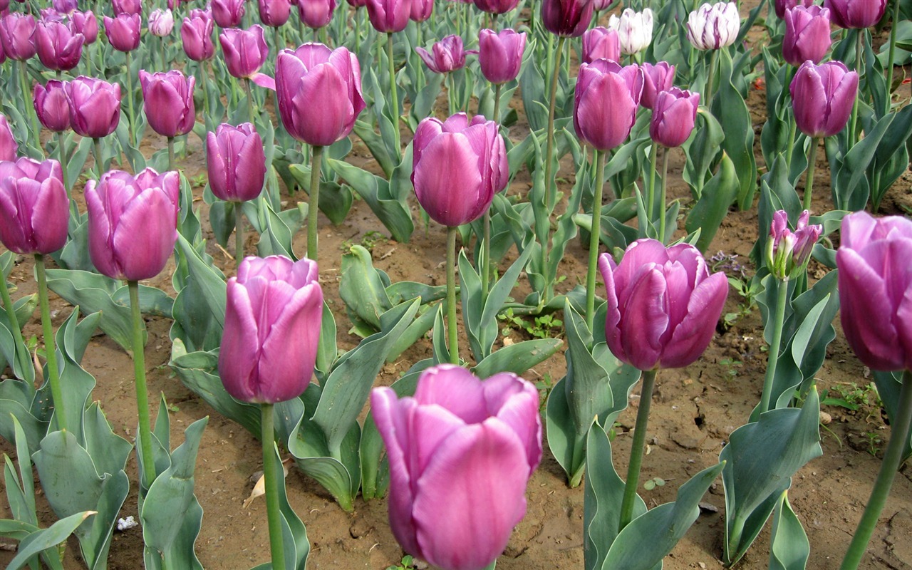 Tulip tapety album (5) #7 - 1280x800