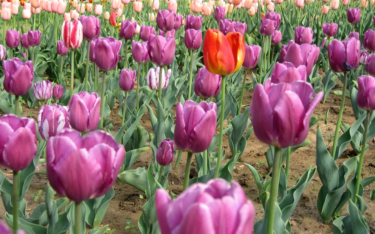 Tulip tapety album (5) #8 - 1280x800