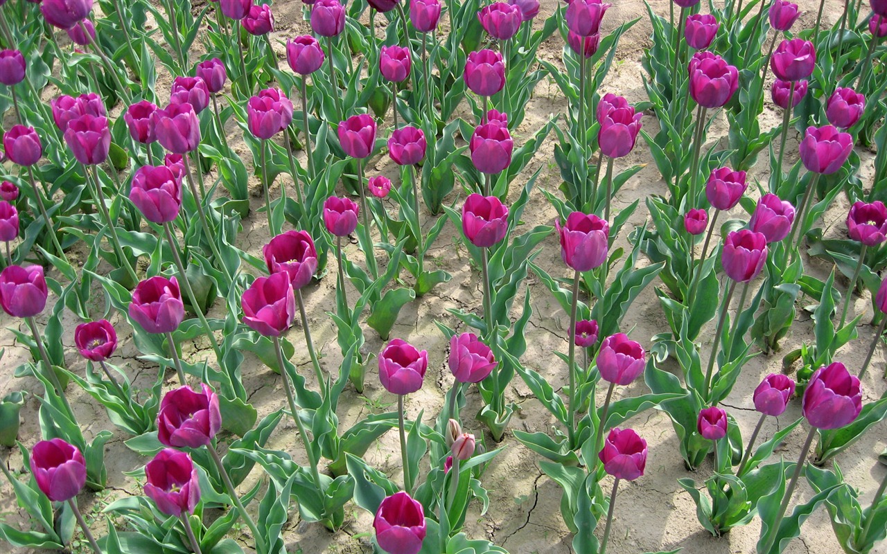 Tulip tapety album (5) #9 - 1280x800
