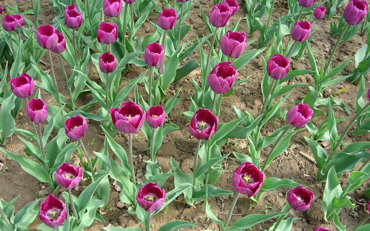 Tulip tapety album (5) #10 - 1280x800