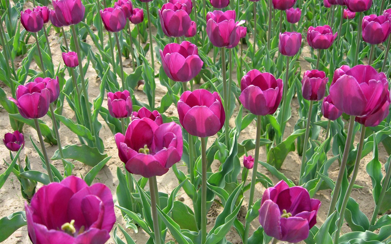 Tulip wallpaper album (5) #11 - 1280x800