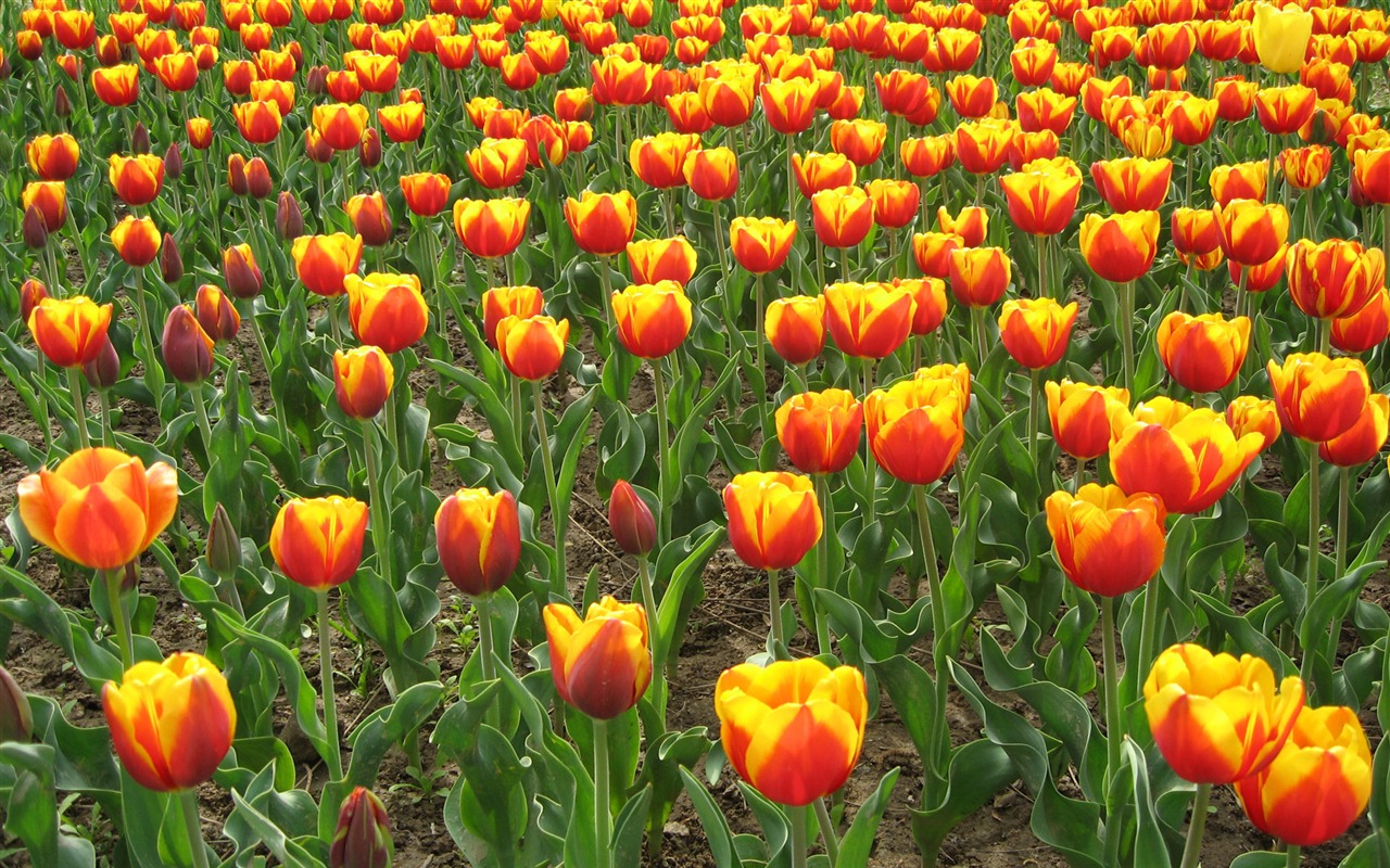 Tulip tapety album (5) #18 - 1280x800