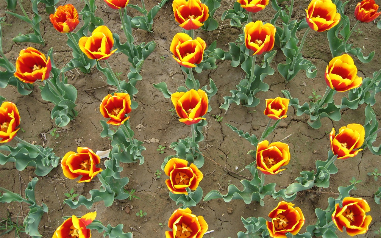 Tulip tapety album (5) #19 - 1280x800