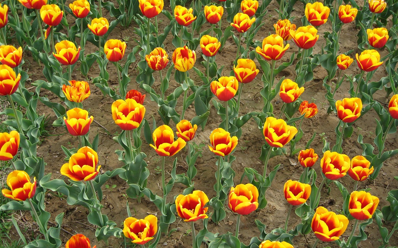 Tulip wallpaper album (5) #20 - 1280x800