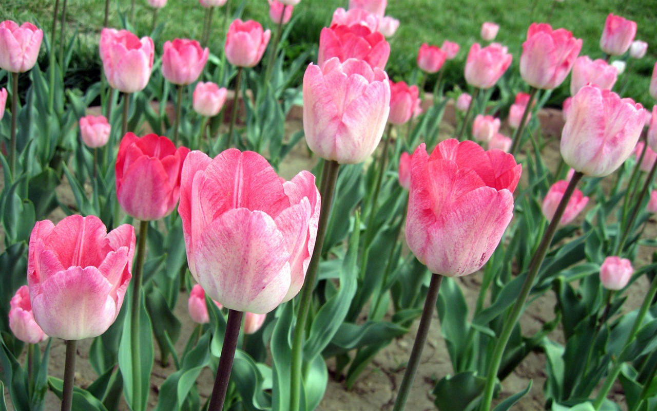 Tulip tapety album (6) #1 - 1280x800
