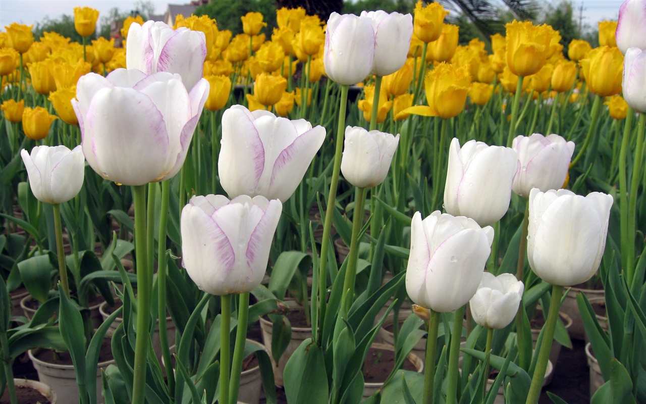 Tulip tapety album (6) #2 - 1280x800