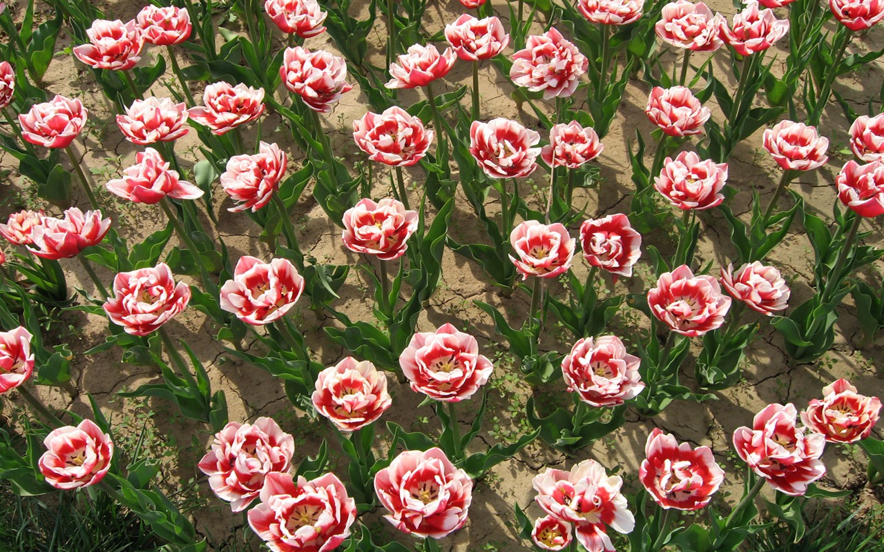 Tulip wallpaper album (6) #11 - 1280x800