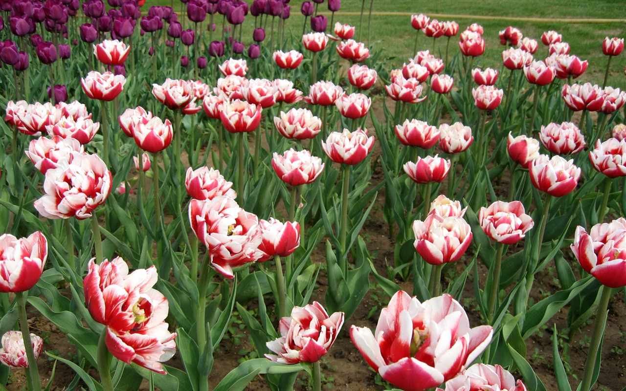 Tulip tapety album (6) #13 - 1280x800