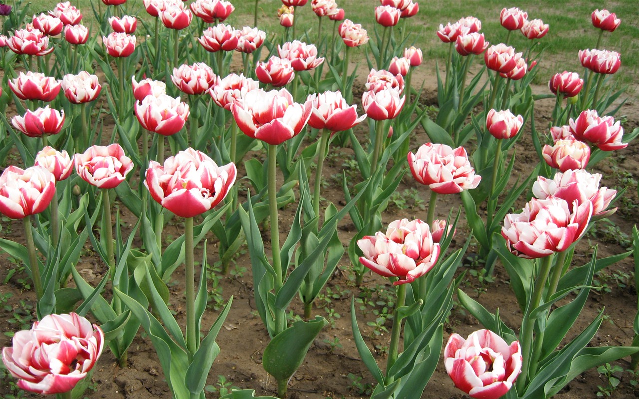 Fond d'écran album Tulip (6) #14 - 1280x800