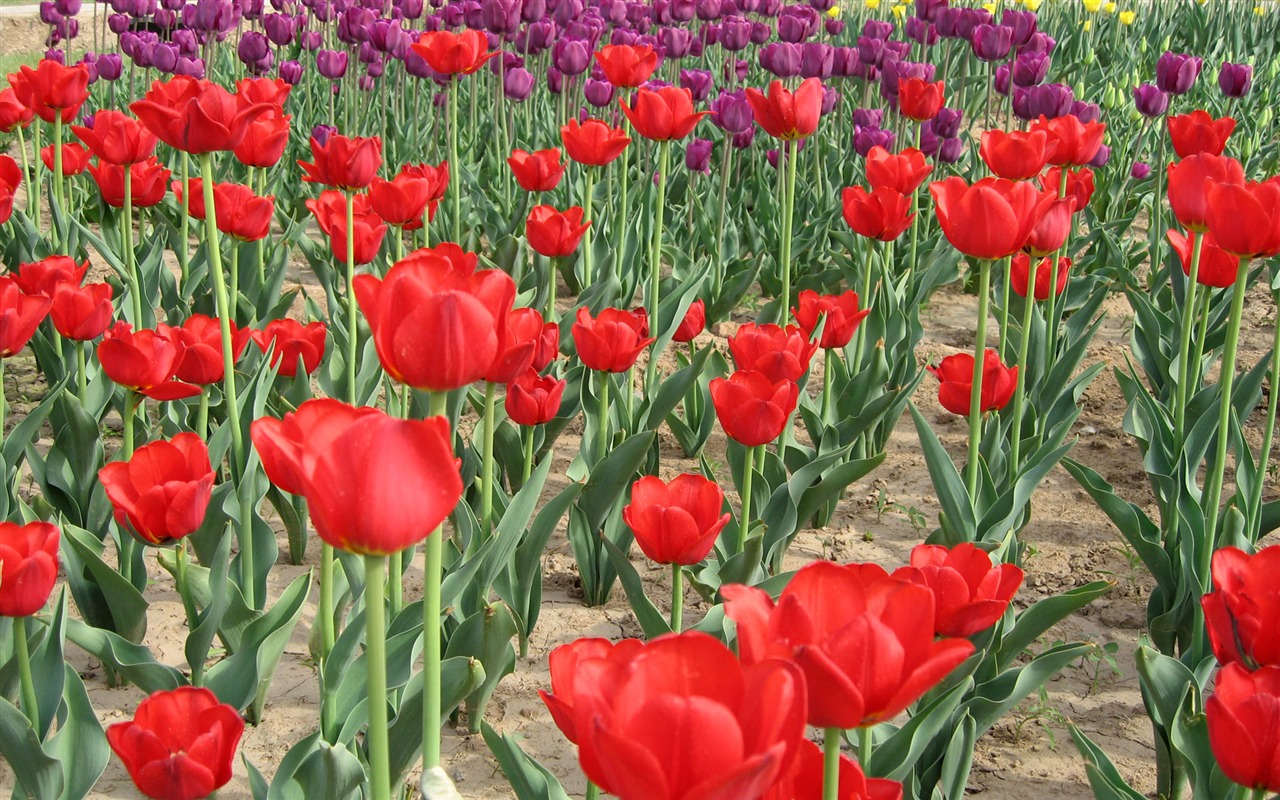 Tulip álbum de fondo de pantalla (6) #18 - 1280x800