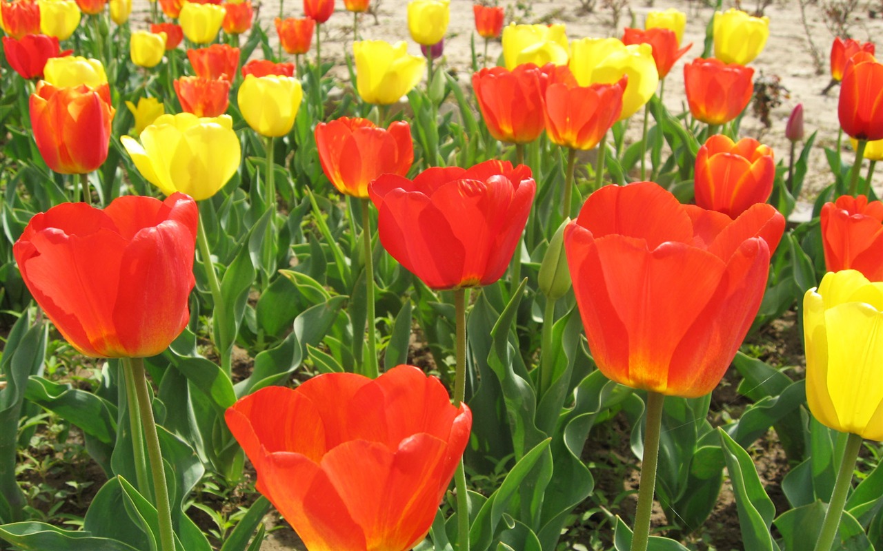 Tulip tapety album (6) #19 - 1280x800