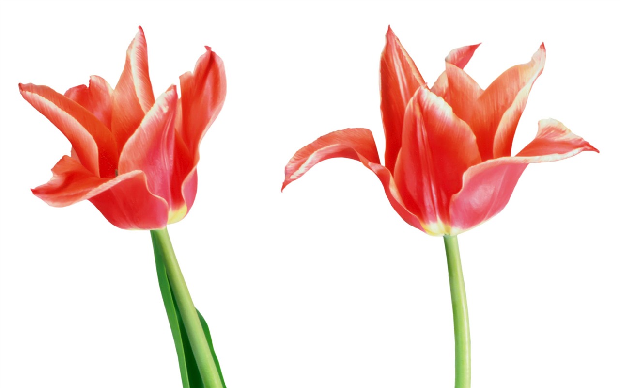Tulip tapety album (7) #2 - 1280x800
