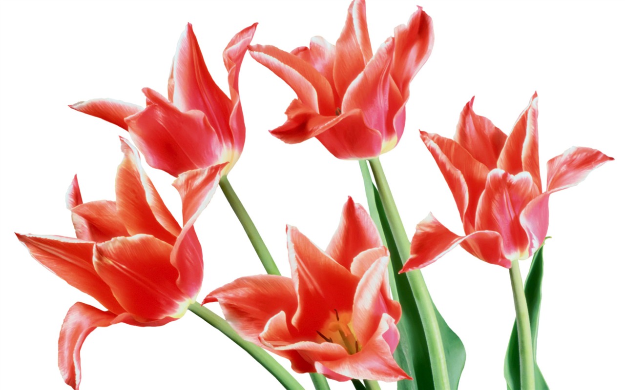 Tulip wallpaper album (7) #3 - 1280x800