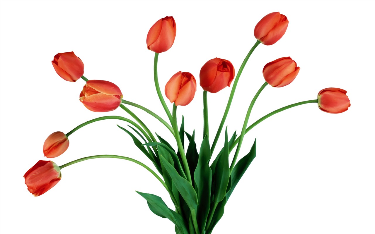 Tulip tapety album (7) #5 - 1280x800