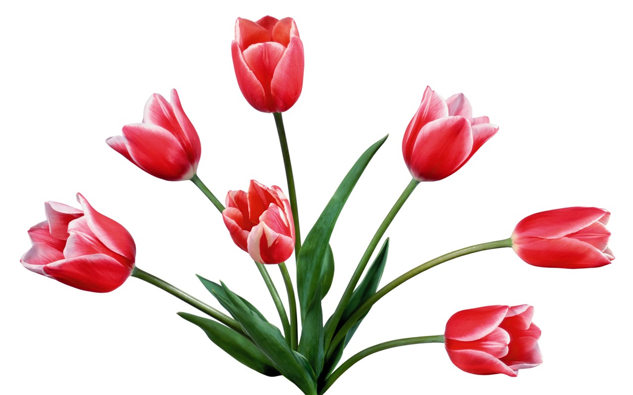 Tulip tapety album (7) #6 - 1280x800