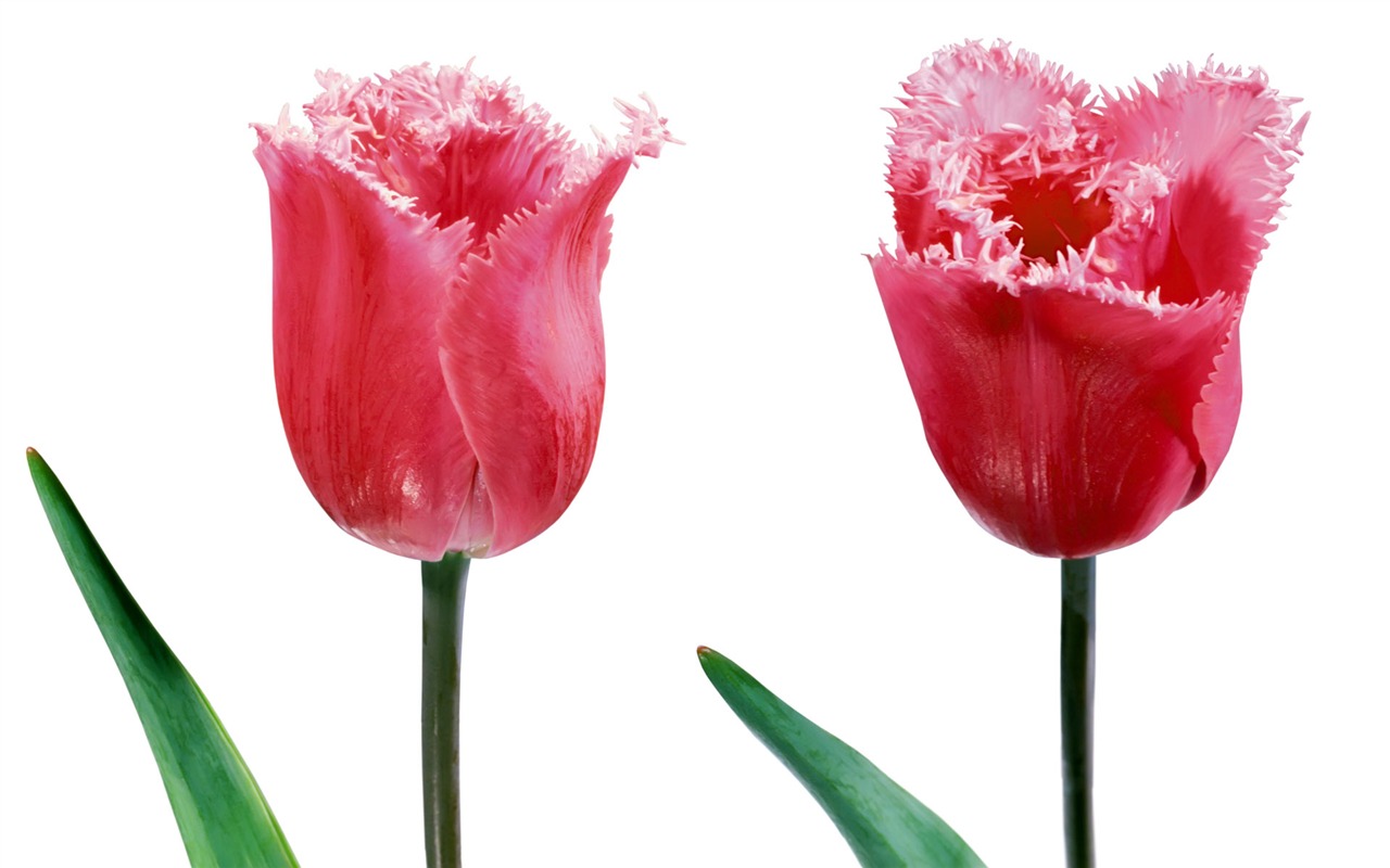 Tulip tapety album (7) #8 - 1280x800
