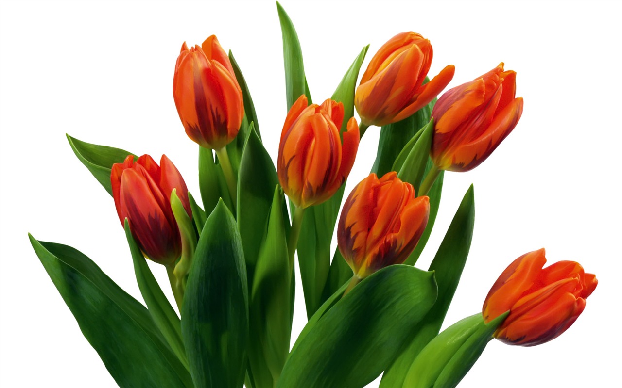 Tulip wallpaper album (7) #12 - 1280x800