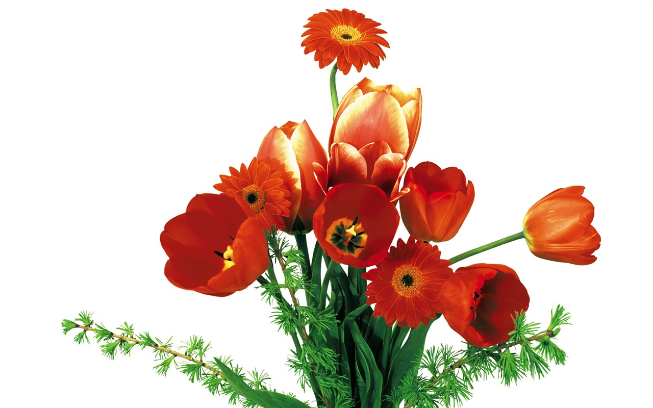 Tulip tapety album (7) #13 - 1280x800
