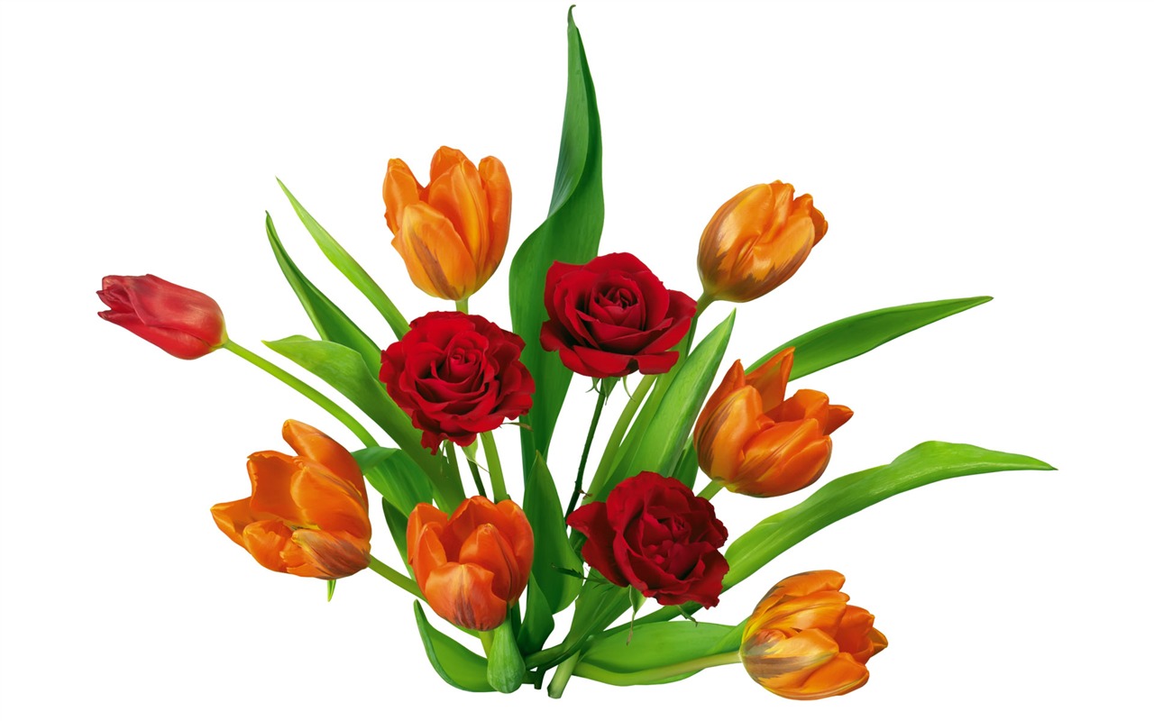 Tulip tapety album (7) #15 - 1280x800