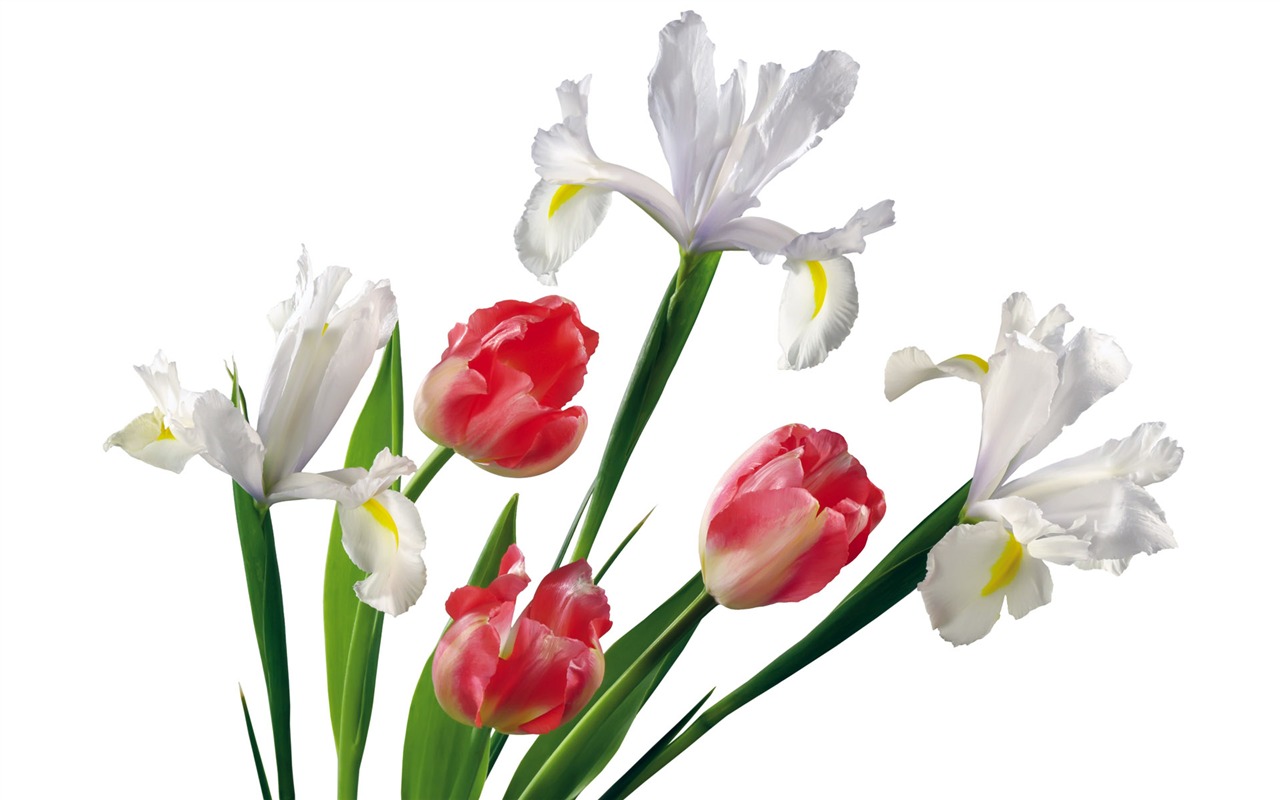 Tulip tapety album (7) #19 - 1280x800