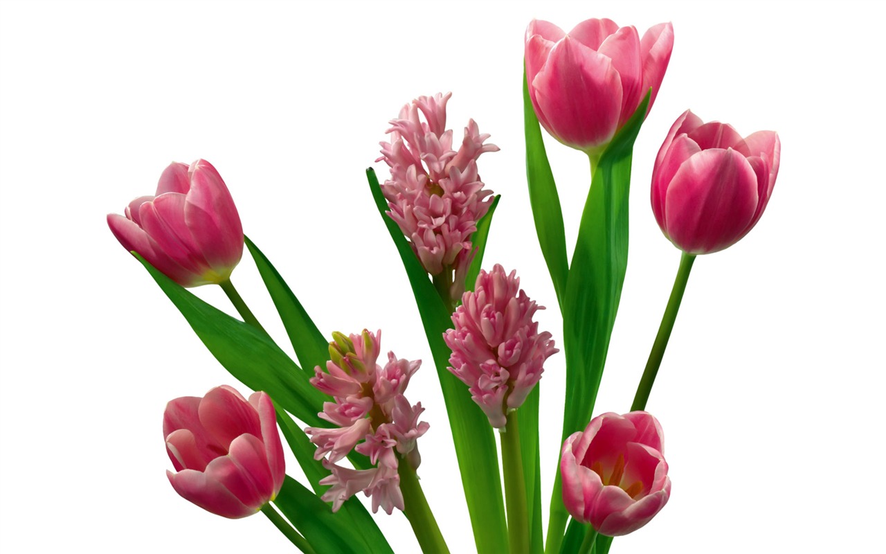 Tulip tapety album (7) #20 - 1280x800
